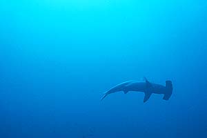 hammerhead.jpg (7891 bytes)