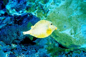 golden-trunkfish.jpg (28381 bytes)